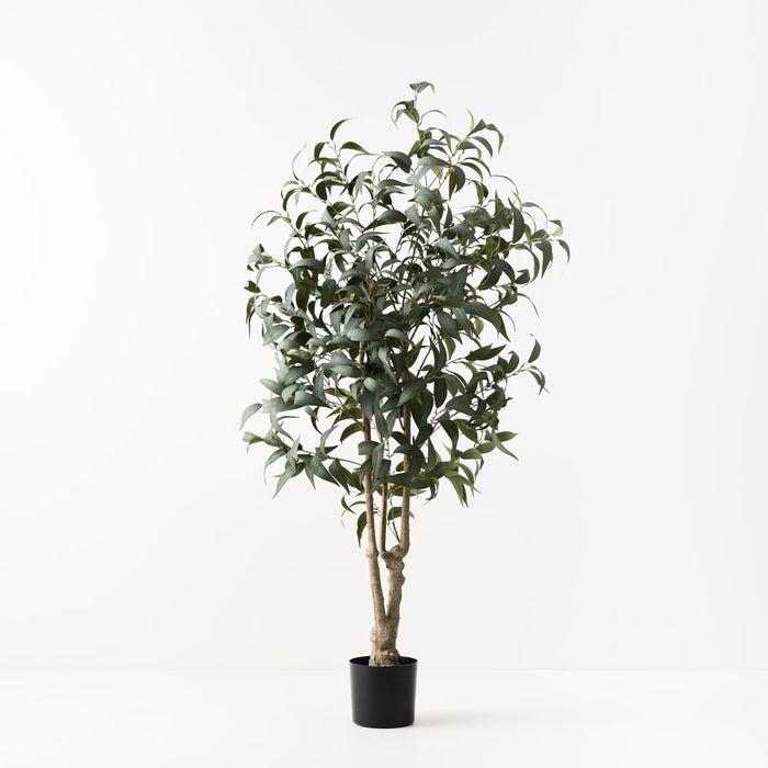 Eucalyptus Long Leaf Tree Grey Green 180cm