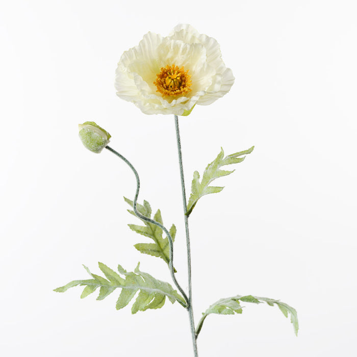 Poppy Iceland Spray Cream 74cm Pack of 24