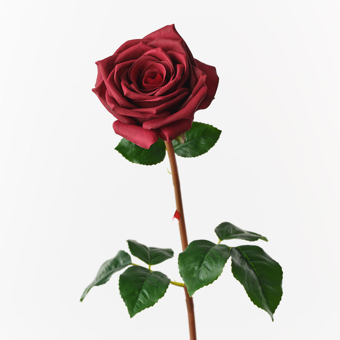 Rose Olivia Burgundy 72cm Pack of 12