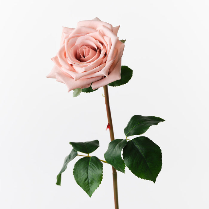 Rose Olivia Dusty Pink 72cm Pack of 12