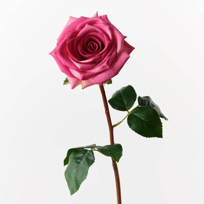 Rose Olivia Fuschia 72cm Pack of 12