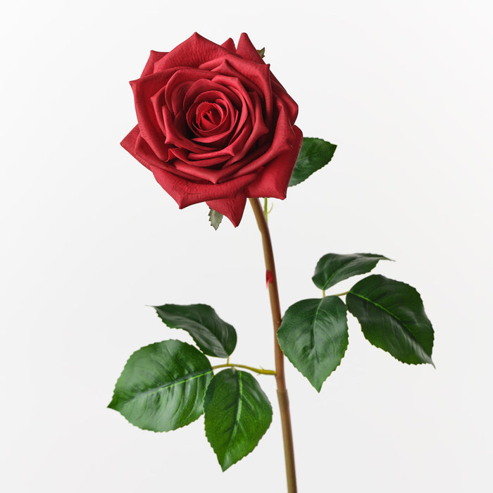 Rose Olivia Red 72cm Pack of 12