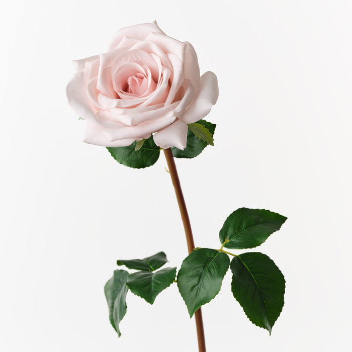 Rose Olivia Soft Pink 72cm Pack of 12