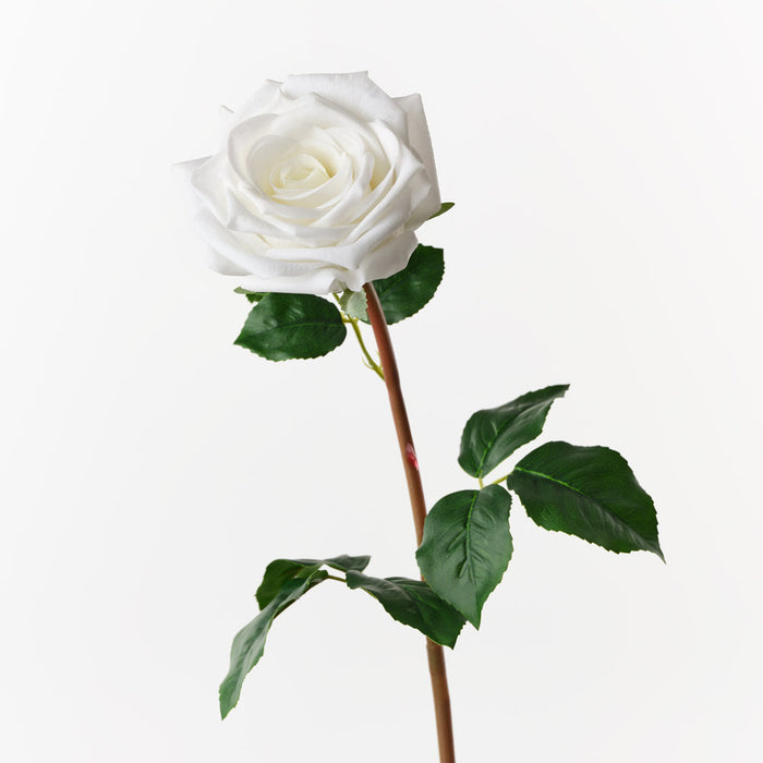 Rose Olivia White 72cm Pack of 12