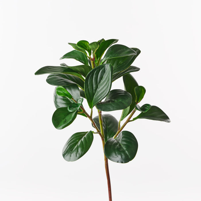 Peperomia Spray Green 56cm Pack of 12