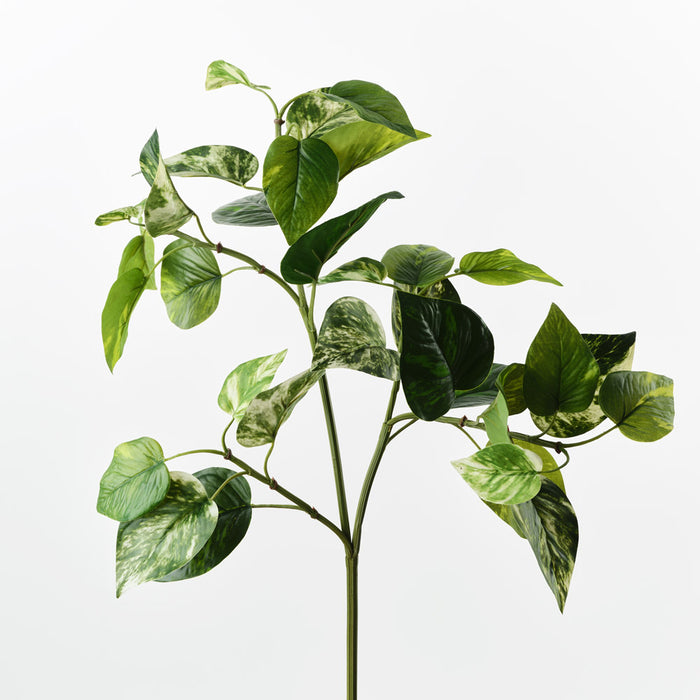 Pothos Spray Green White 69cm Pack of 12