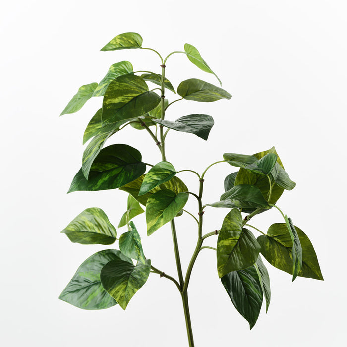 Pothos Spray Variegated Green 69cm Pack of 12