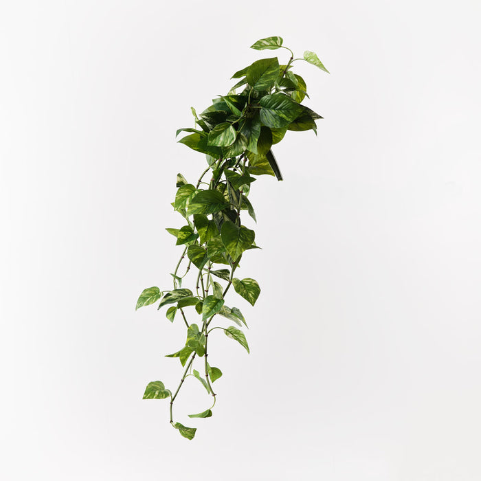 Pothos Hanging Bush Green White 86cm Pack of 6