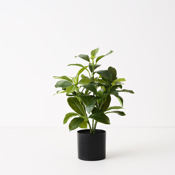 Fagraea Ceilanica Plant Green 38cm Pack of 4