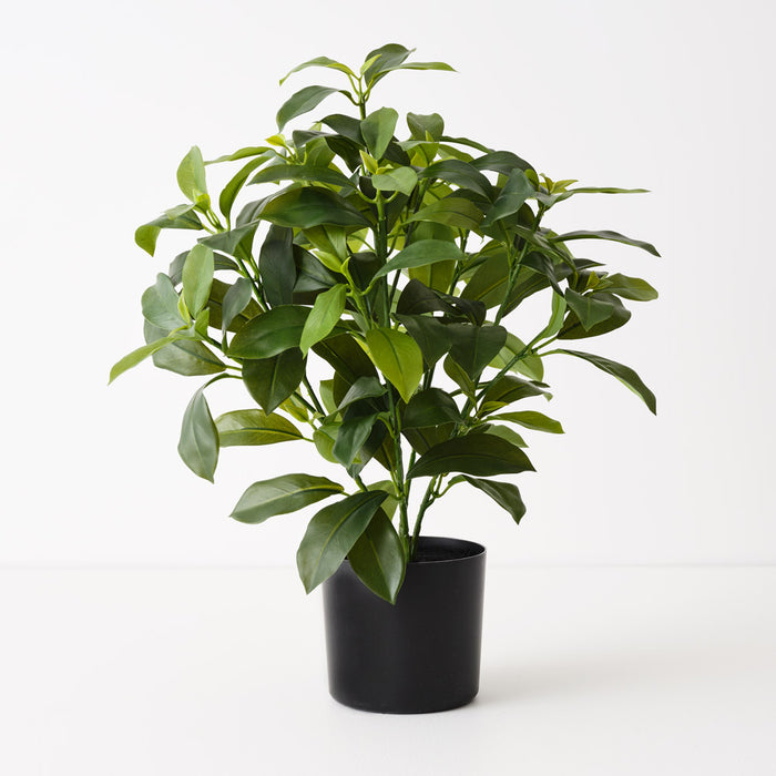 Fagraea Ceilanica Plant Green 46cm Pack of 4