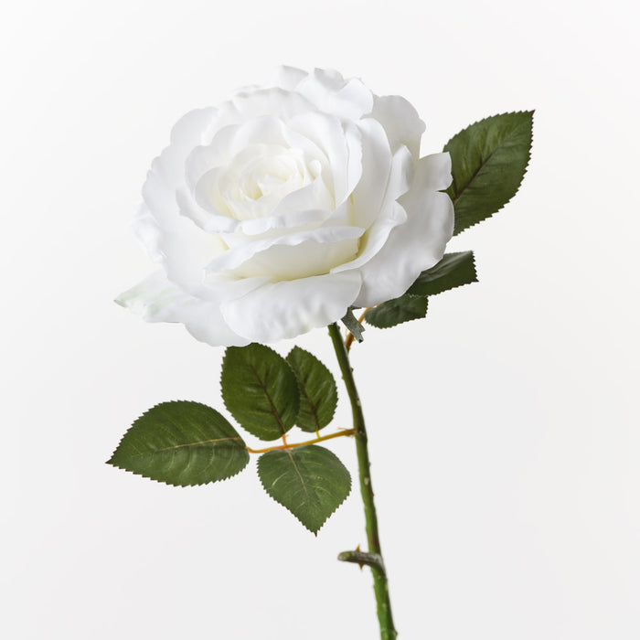 Rose Audrey White 63cm Pack of 12