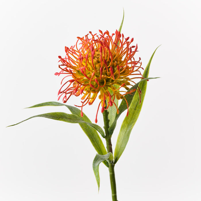 Protea Leucospermum Orange 52cm Pack of 12