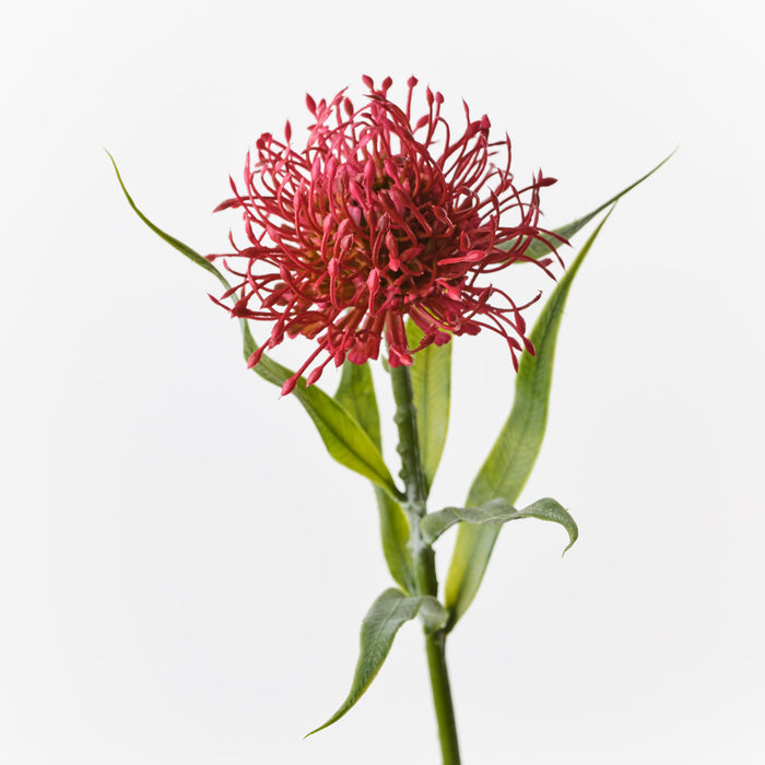 Protea Leucospermum Red 52cm Pack of 12