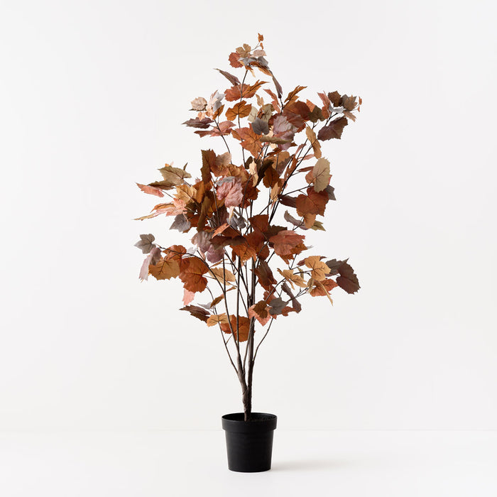 Maple Tree Rust 155cm