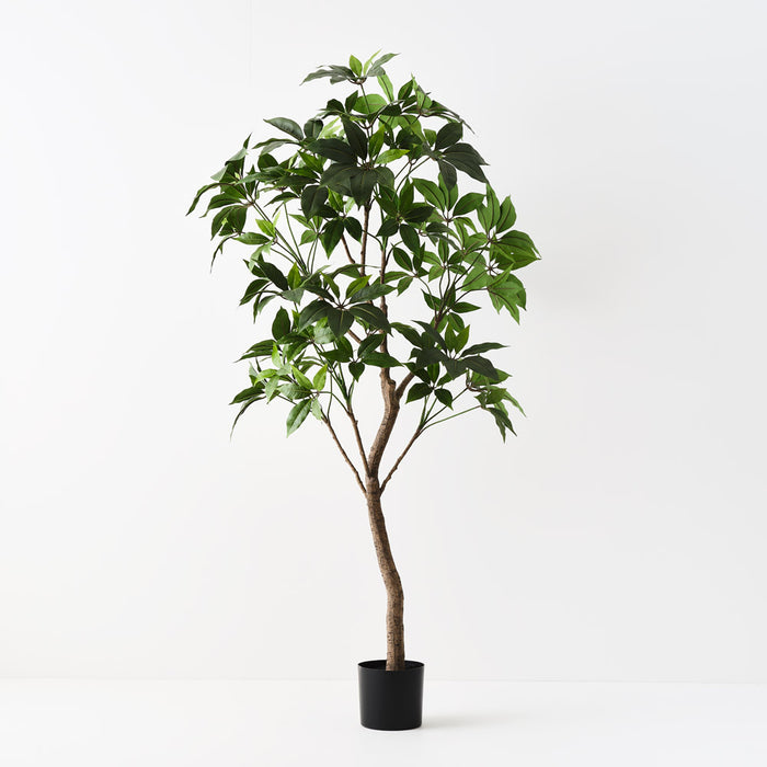 Pachira Aquatica Tree Green 190cm