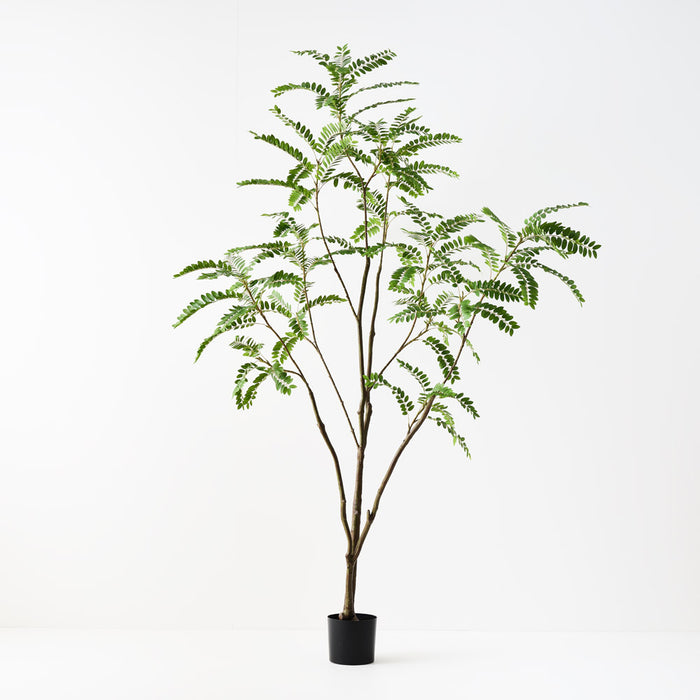 Cassia Tree Green 240cm