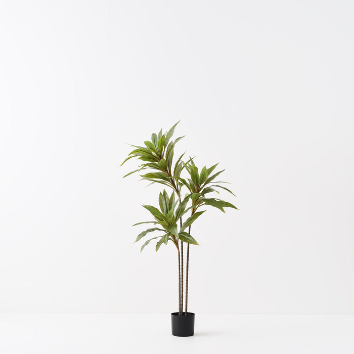 Cordyline Plant Green 120cm Pack of 2