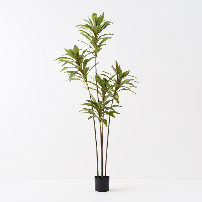 Cordyline Plant Green 180cm Pack of 2
