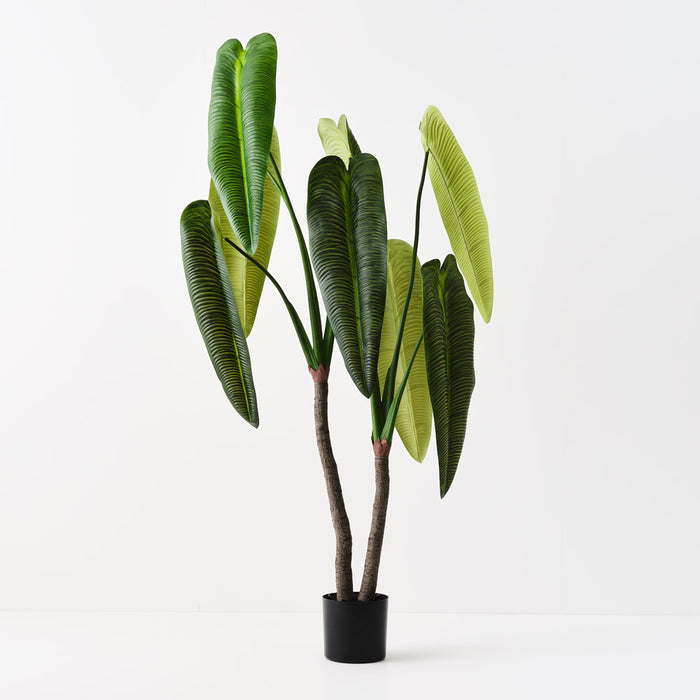 Anthurium Veitchii Plant Green 180cm