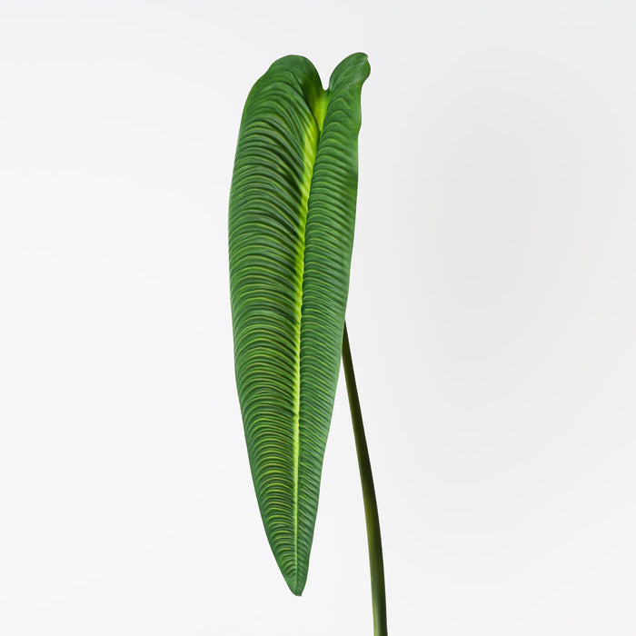 Anthurium Veitchii Leaf Green 81cm Pack of 12