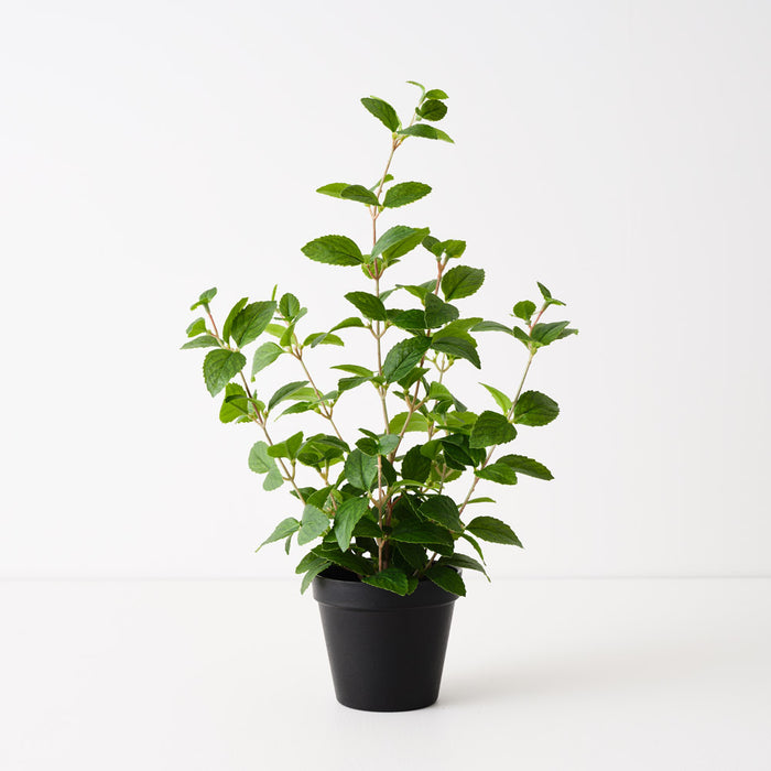 Mint Plant Green 52cm Pack of 6