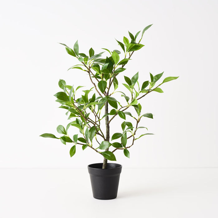 Ficus Plant Green 49cm Pack of 6