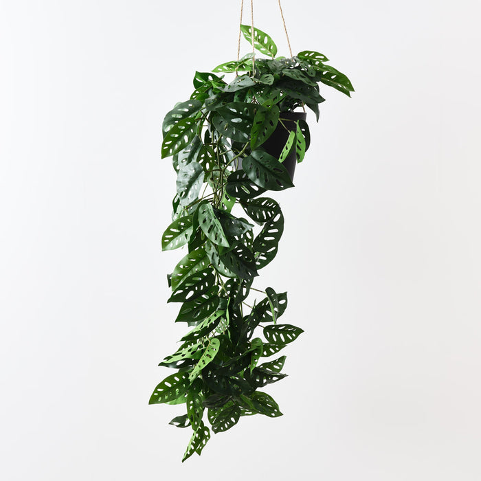 Monstera Adansonii Hanging Plant Green 110cm Pack of 2