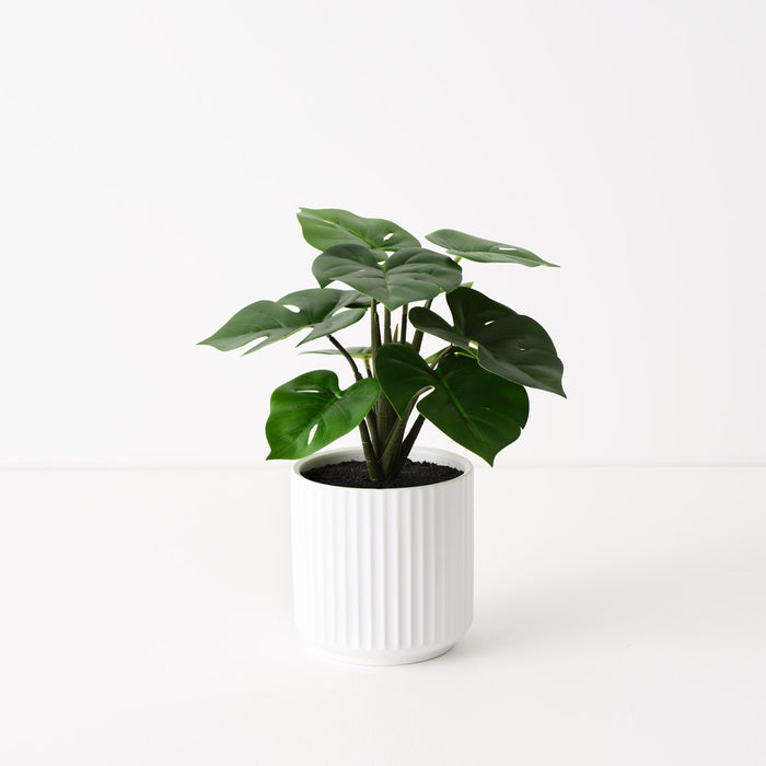 Monstera Plant in Pot Green 25cm Pack of 6