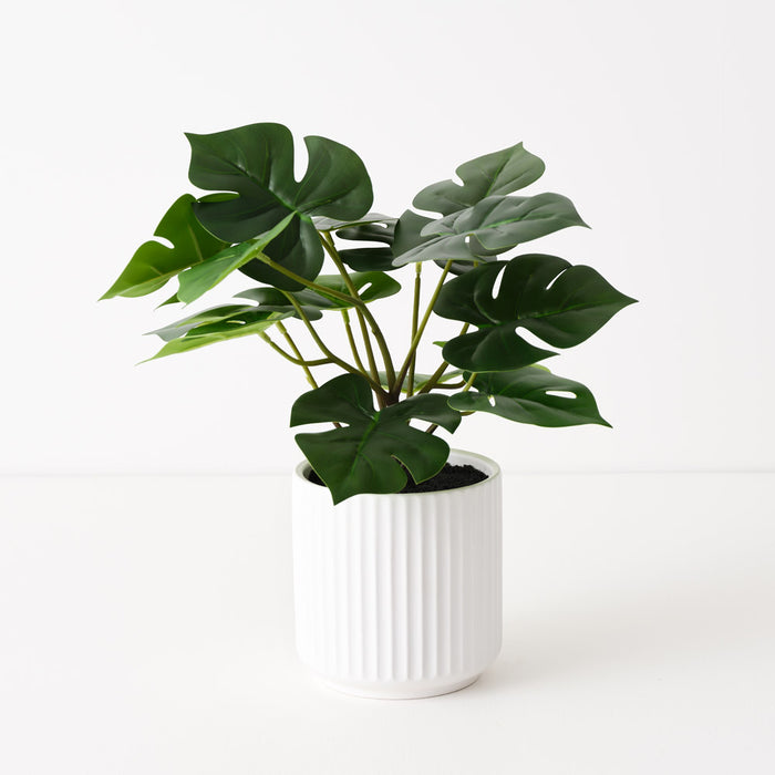 Monstera Plant in Pot Green 36cm Pack of 4