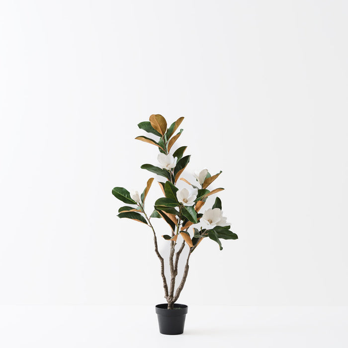 Magnolia Tree White Green 120cm Pack of 2