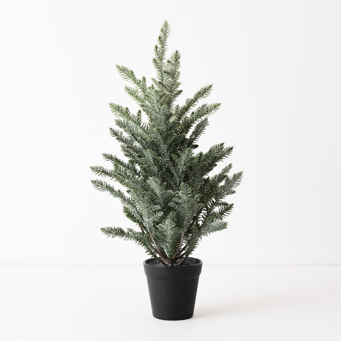 Tree Norfolk Snow in pot Green White 53cm Pack of 6