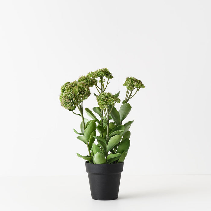 Sedum Plant Green Pink 48cm