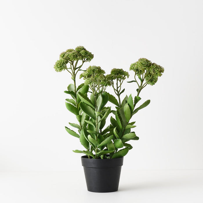 Sedum Plant Green Pink 58cm