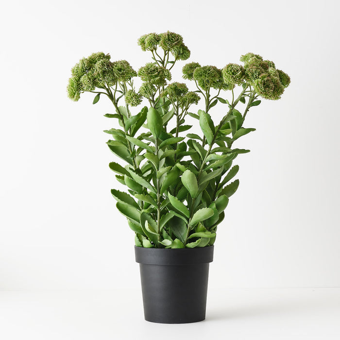 Sedum Plant Green Pink 78cm