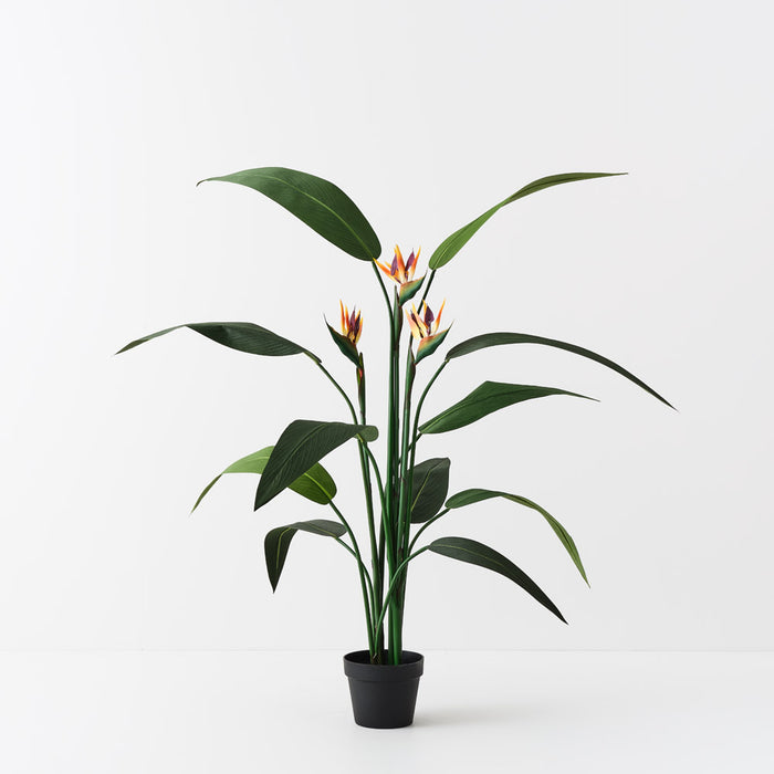 Bird of Paradise Plant Orange Green 150cm Pack of 2