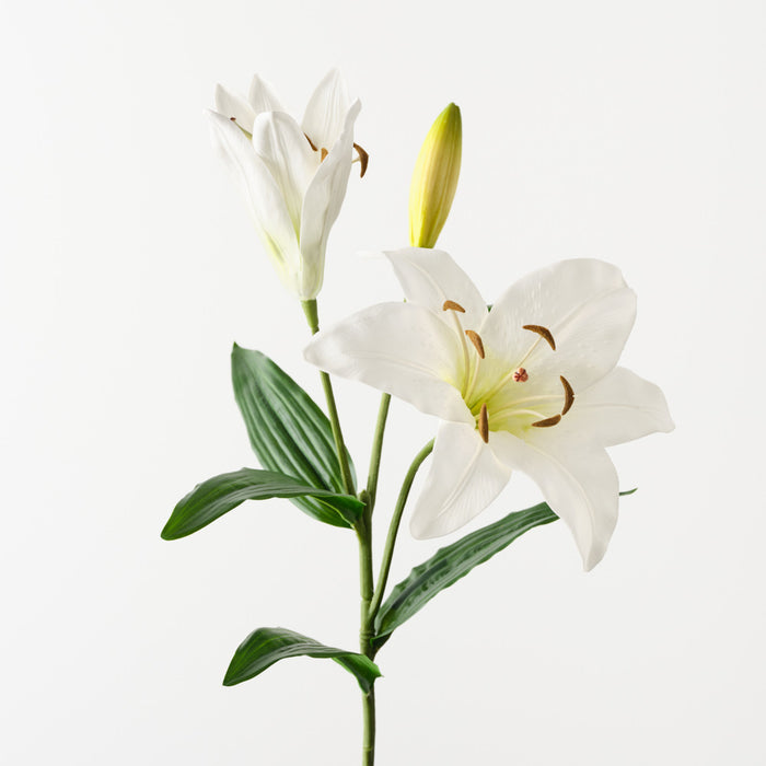 Lily Casablanca White 78cm Pack of 12