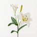 Lily Casablanca White 78cm Pack of 12