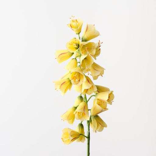 Fritillaria Yellow 78cm Pack of 6