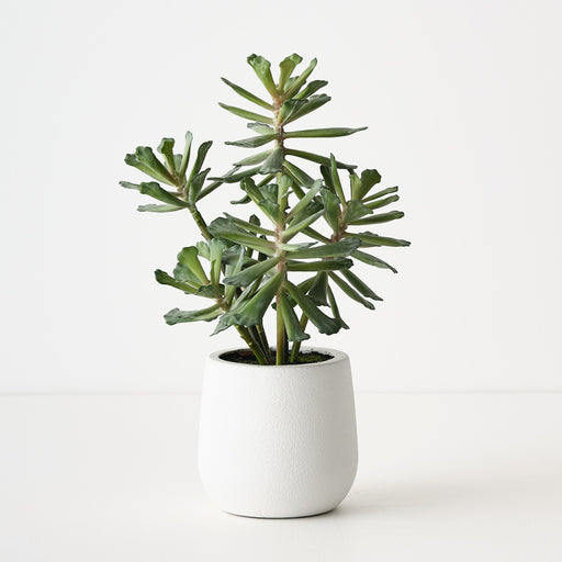 Senecio Plant Green 30cm