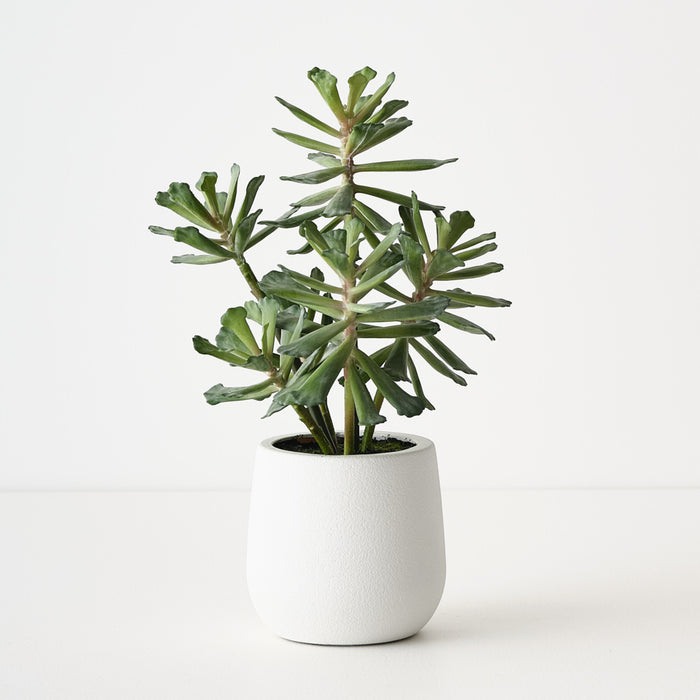 Senecio Plant Green 30cm