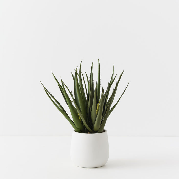 Aloe Vera Plant Green 53cm