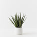Aloe Vera Plant Green 53cm