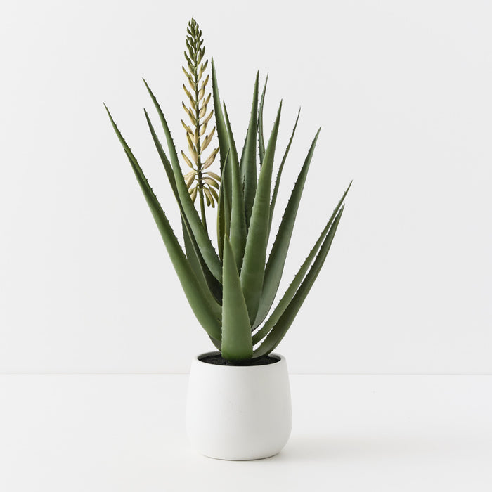 Agave Flowering Plant White Green 81cm