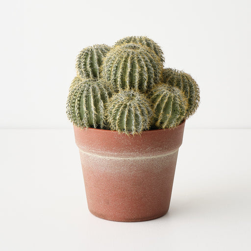 Cactus Barrel Plant Green 23cm