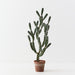Cactus Peruvian Plant Green 106cm