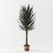Yucca Plant Green 153cm