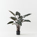 Alocasia Plant Dark Green 110cm Pack of 2