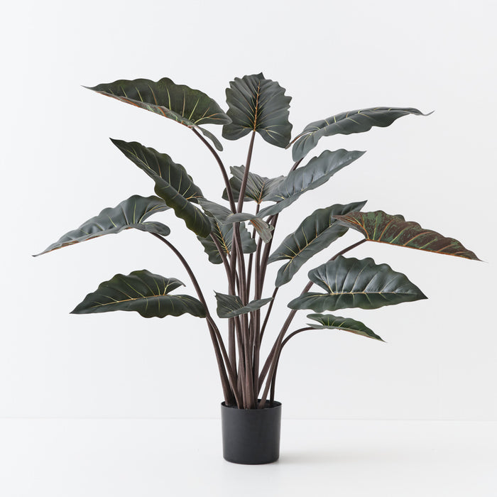 Alocasia Plant Dark Green 140cm Pack of 2