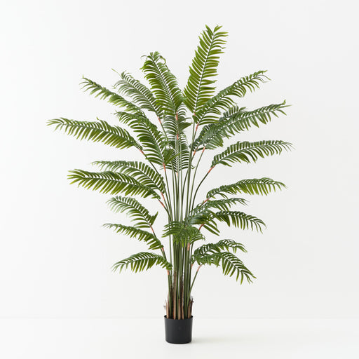 Palm Areca Green 180cm