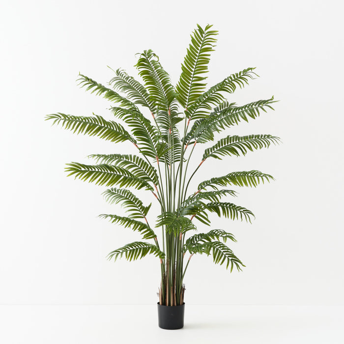 Palm Areca Green 180cm